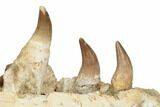Mosasaur Jaw Section with Six Teeth - Morocco #195782-4